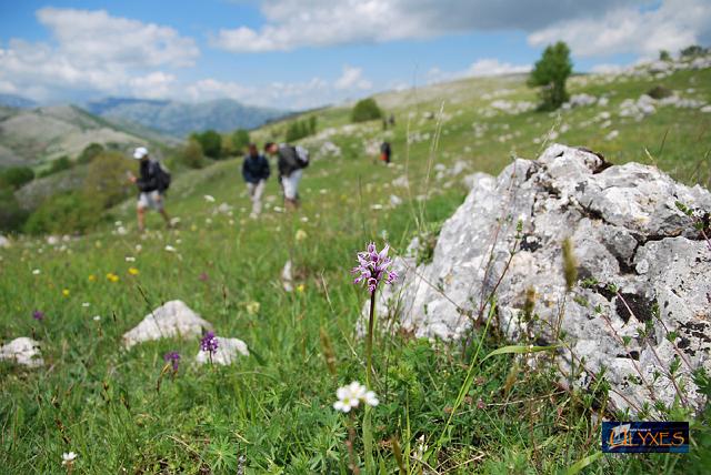 a spasso tra le orchidee.JPG